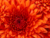chrysanthemum (Osvetimske album)