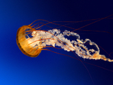 jellyfish (Osvetimske album)