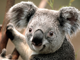 koala (Osvetimske album)