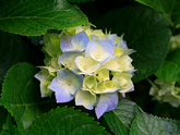 hydrangeas (Osvetimske album)